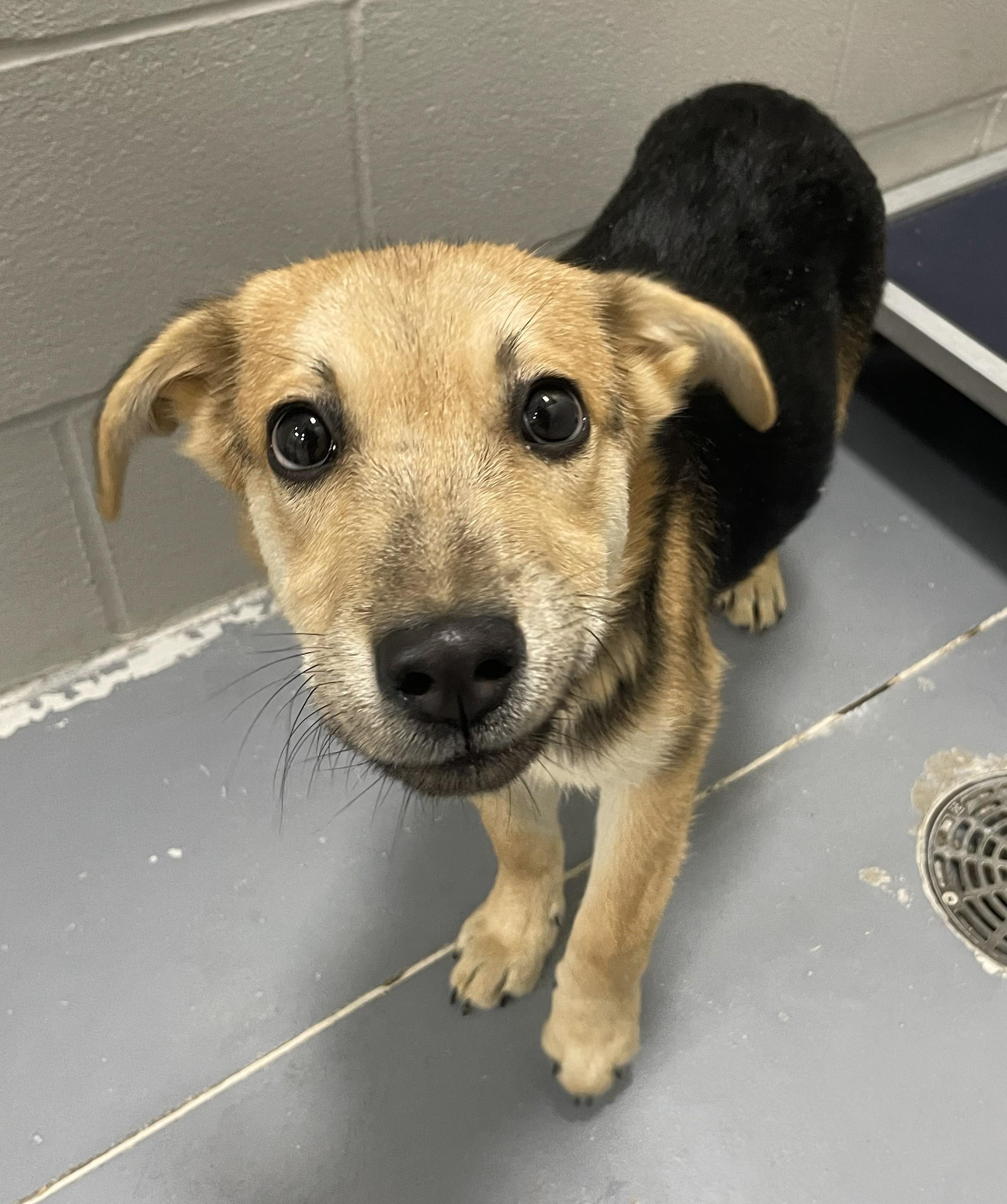 Enlarge Link, a ADOPTABLE mixed breed in Rushville, IN image 1/1