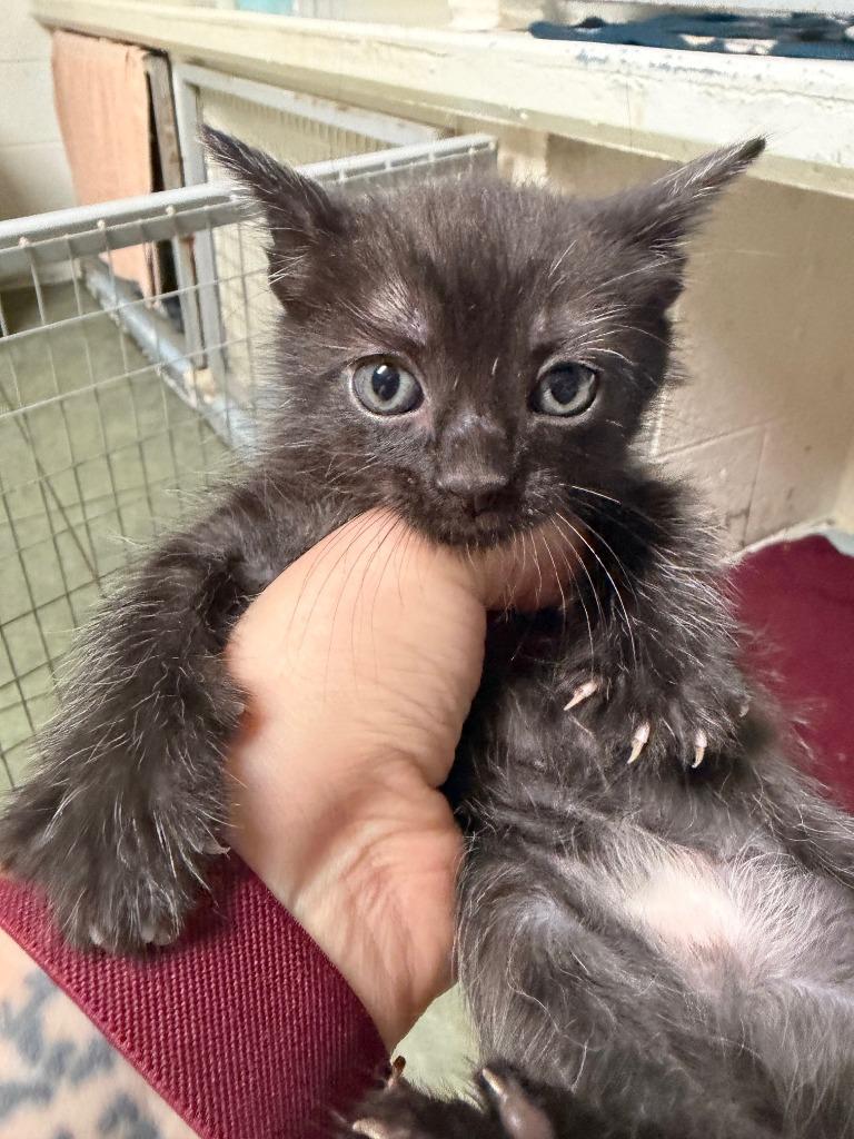 Mildred, Adopted, Kitten Female Domestic Medium Hair.