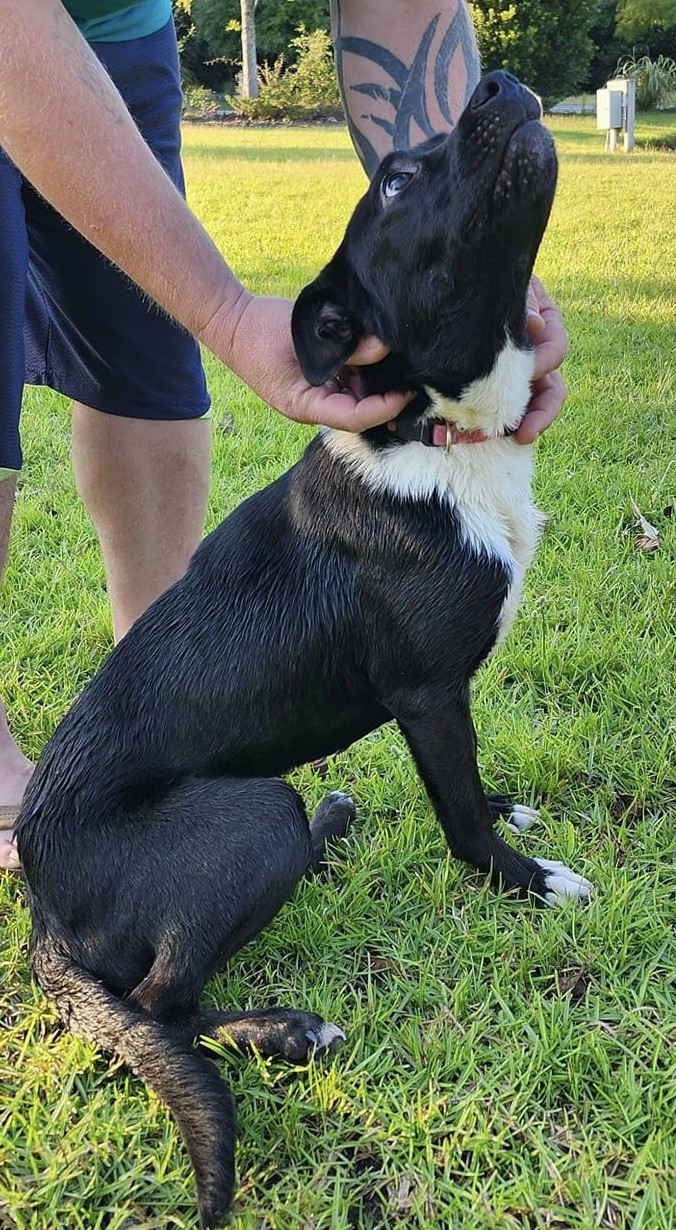 Panda, a Adopted mixed breed in Little River, SC image 1/3