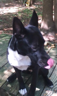 Panda, a Adopted mixed breed in Little River, SC image 2/3