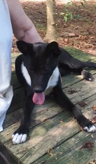 Panda, a Adopted mixed breed in Little River, SC image 3/3