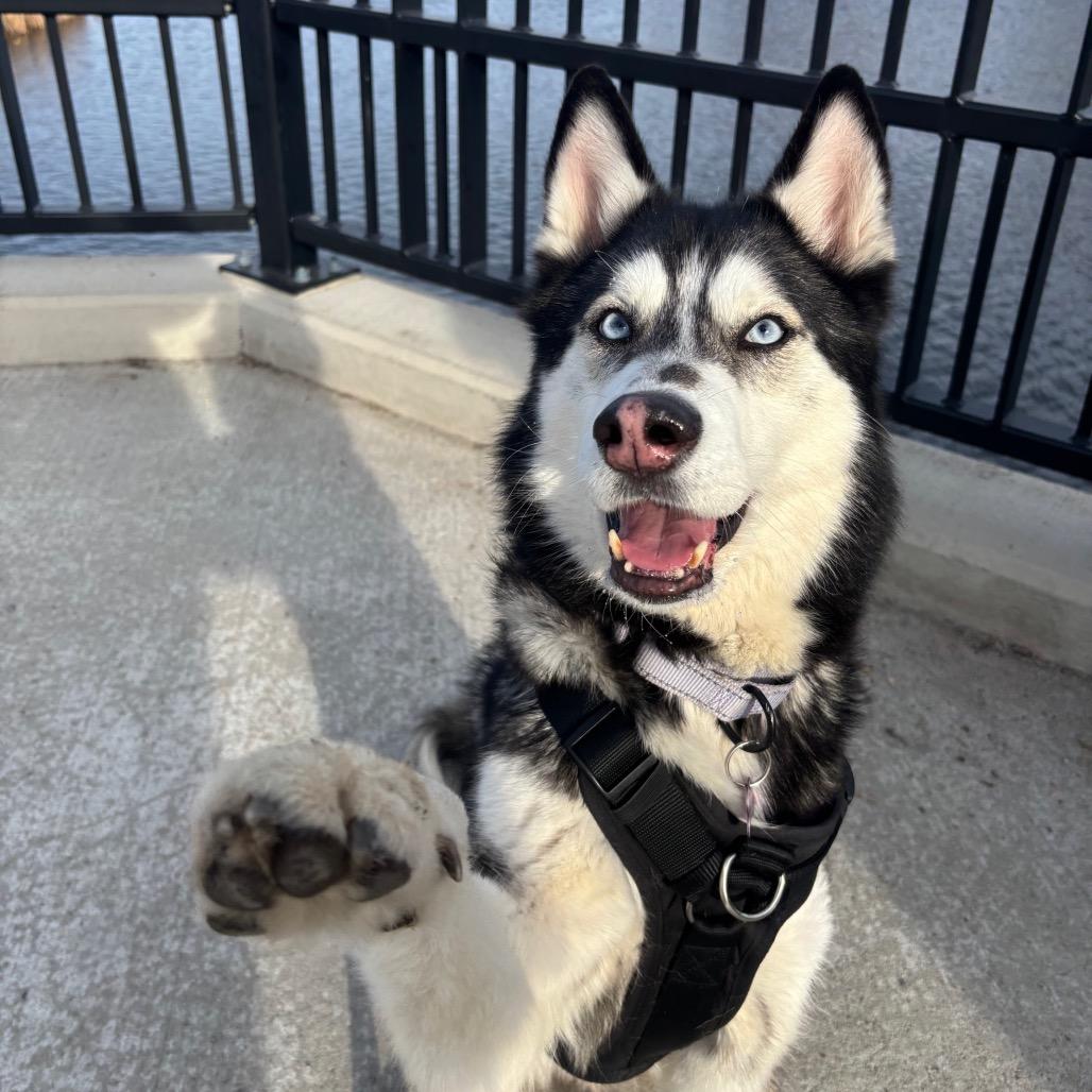 Damon, Adoptable, Adult Male Husky.