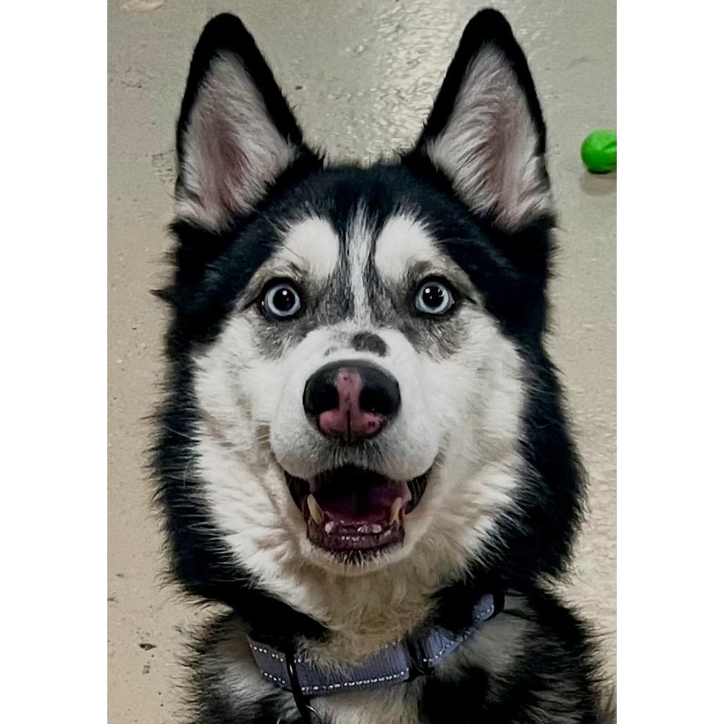 Enlarge Damon, a Adoptable Husky in Crystal, MN image 2/6