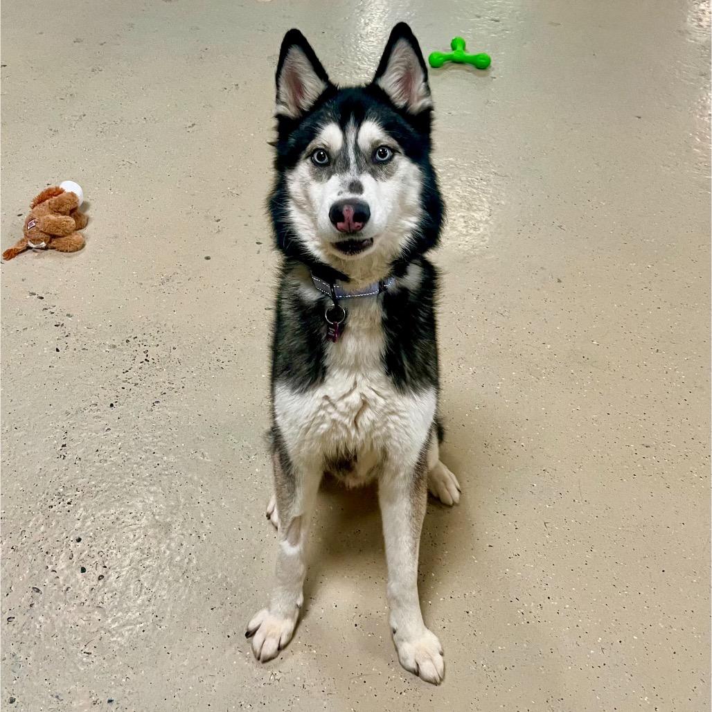 Enlarge Damon, a Adoptable Husky in Crystal, MN image 3/6