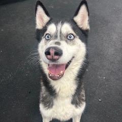 Enlarge Damon, a Adoptable Husky in Crystal, MN image 4/6