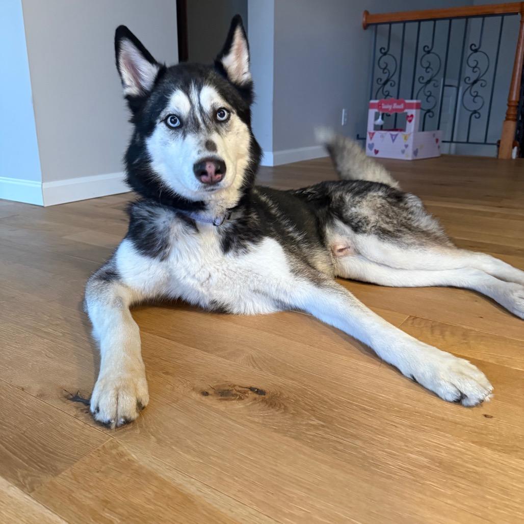 Enlarge Damon, a Adoptable Husky in Crystal, MN image 5/6