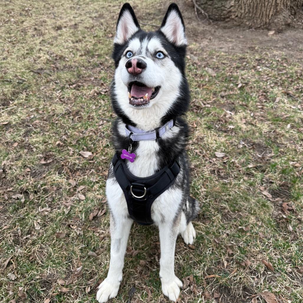 Enlarge Damon, a Adoptable Husky in Crystal, MN image 6/6