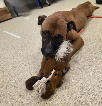 Valkyrie — thumbnail 3