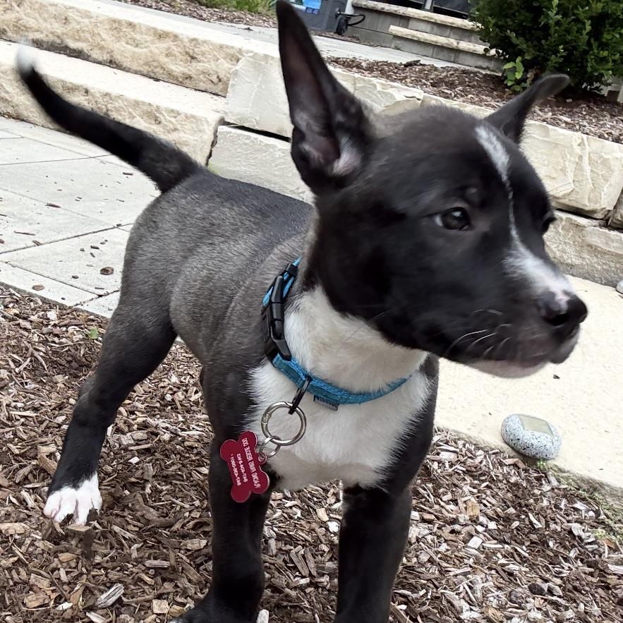 Basil, an adoptable mixed breed in Libertyville, IL image 3/6