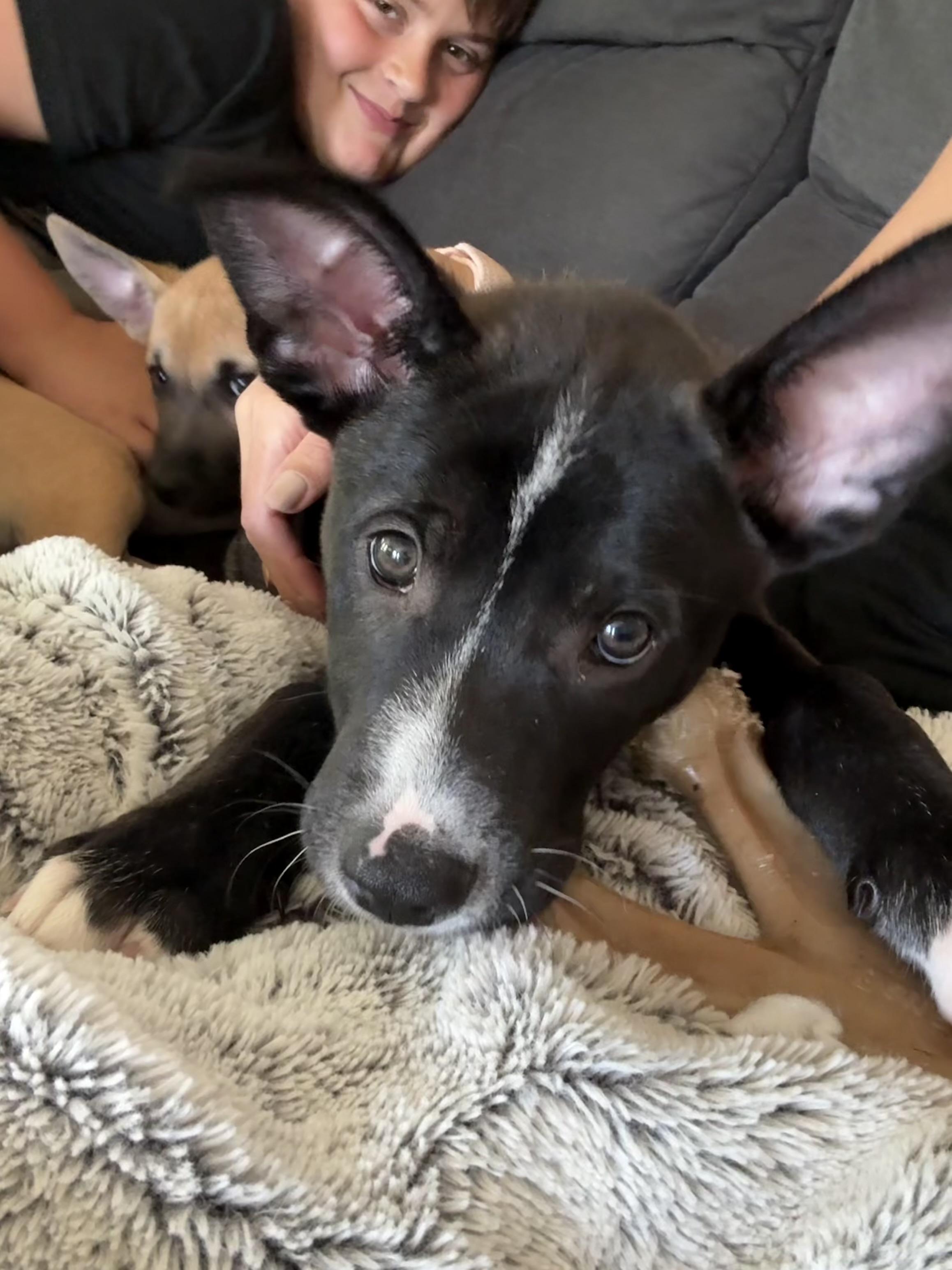 Basil, an adoptable mixed breed in Libertyville, IL image 5/6