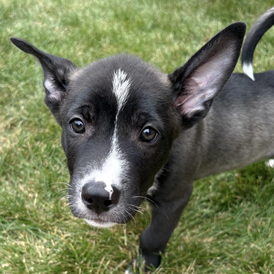 Basil, an adoptable mixed breed in Libertyville, IL image 2/6