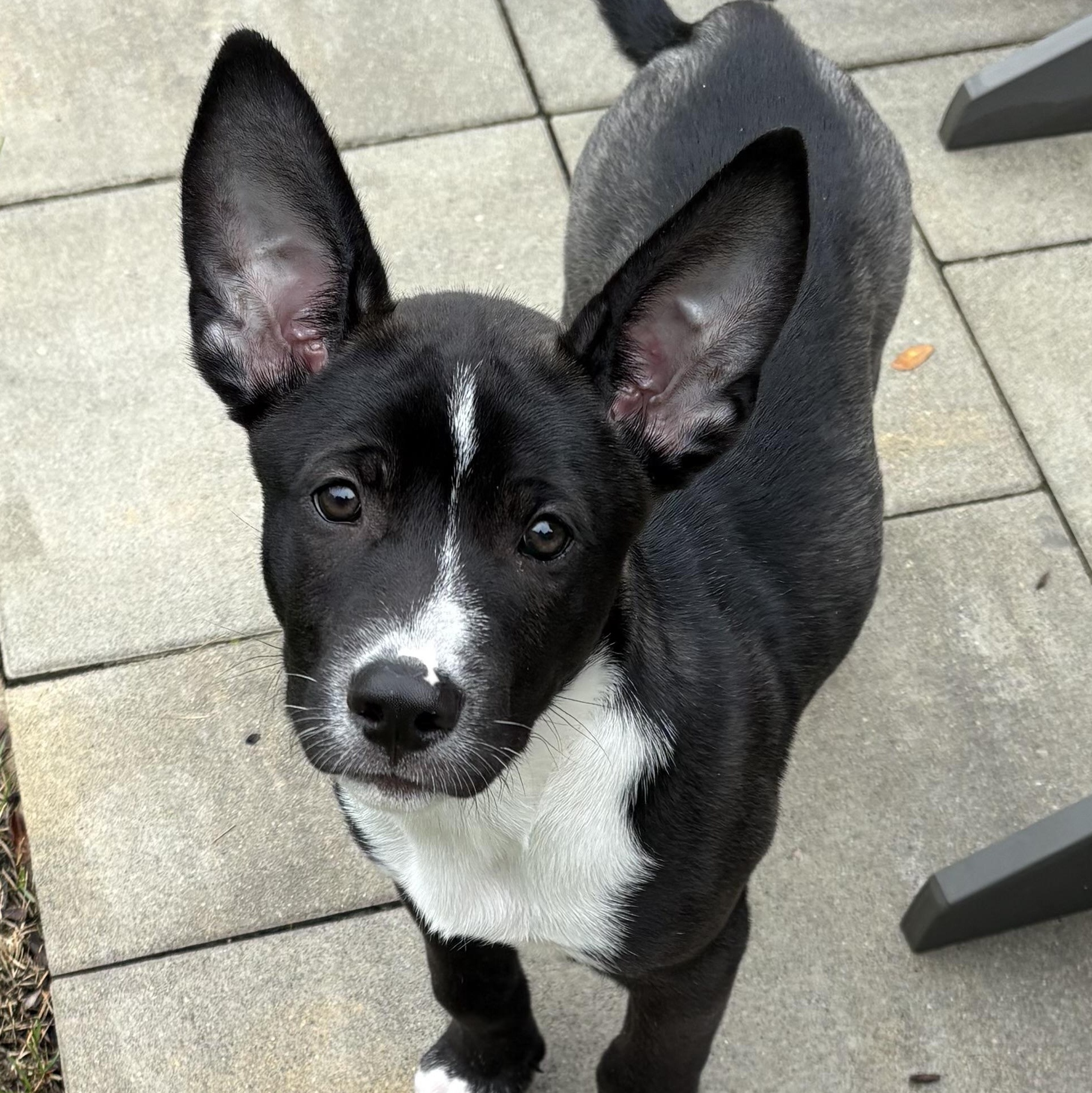 Basil, adoptable, Puppy Male German Shepherd Dog.