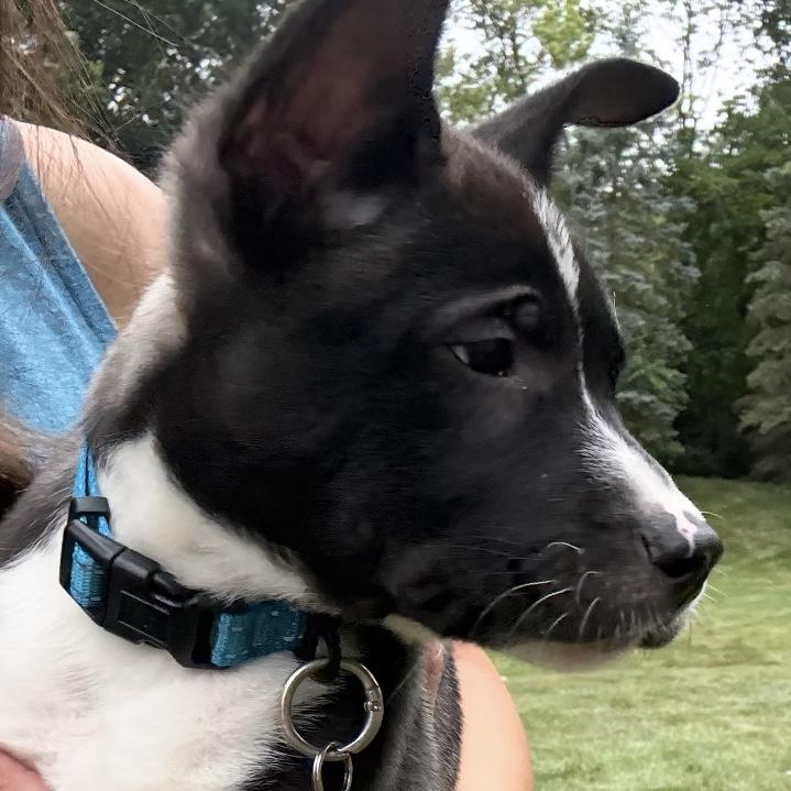 Basil, an adoptable mixed breed in Libertyville, IL image 4/6