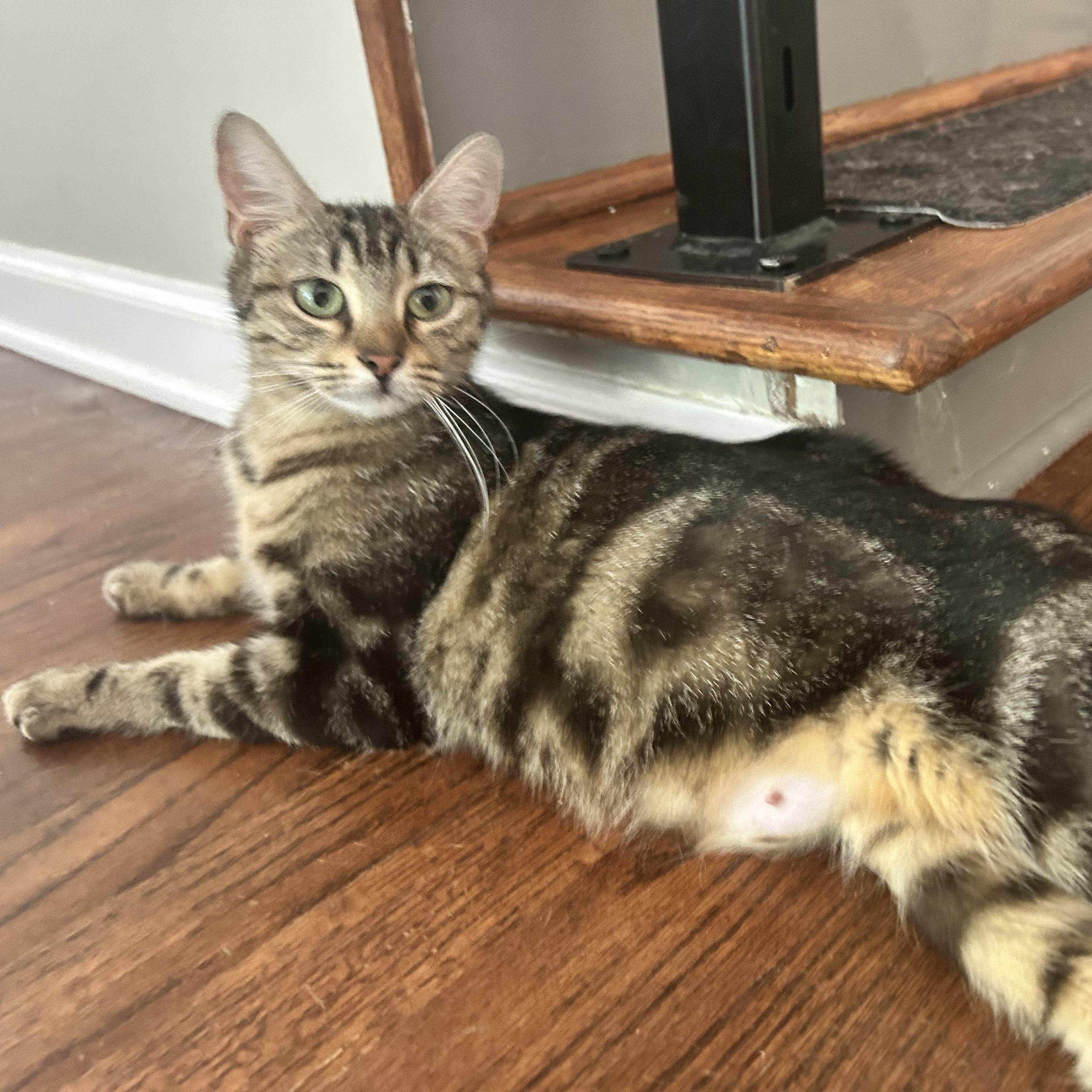 Enlarge Charlotte, a ADOPTABLE American Shorthair in Lilburn, GA image 2/6