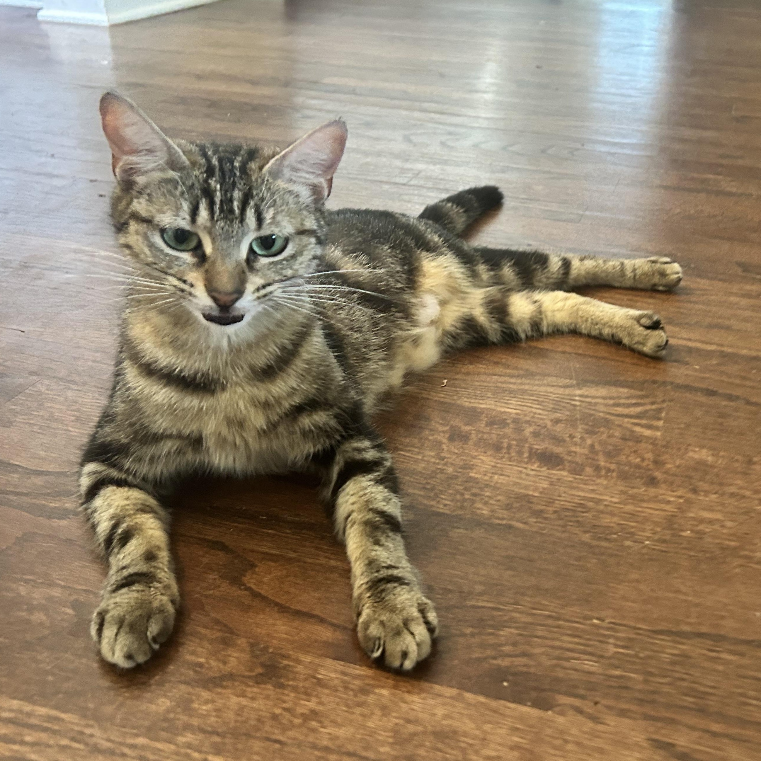 Enlarge Charlotte, a ADOPTABLE American Shorthair in Lilburn, GA image 5/6