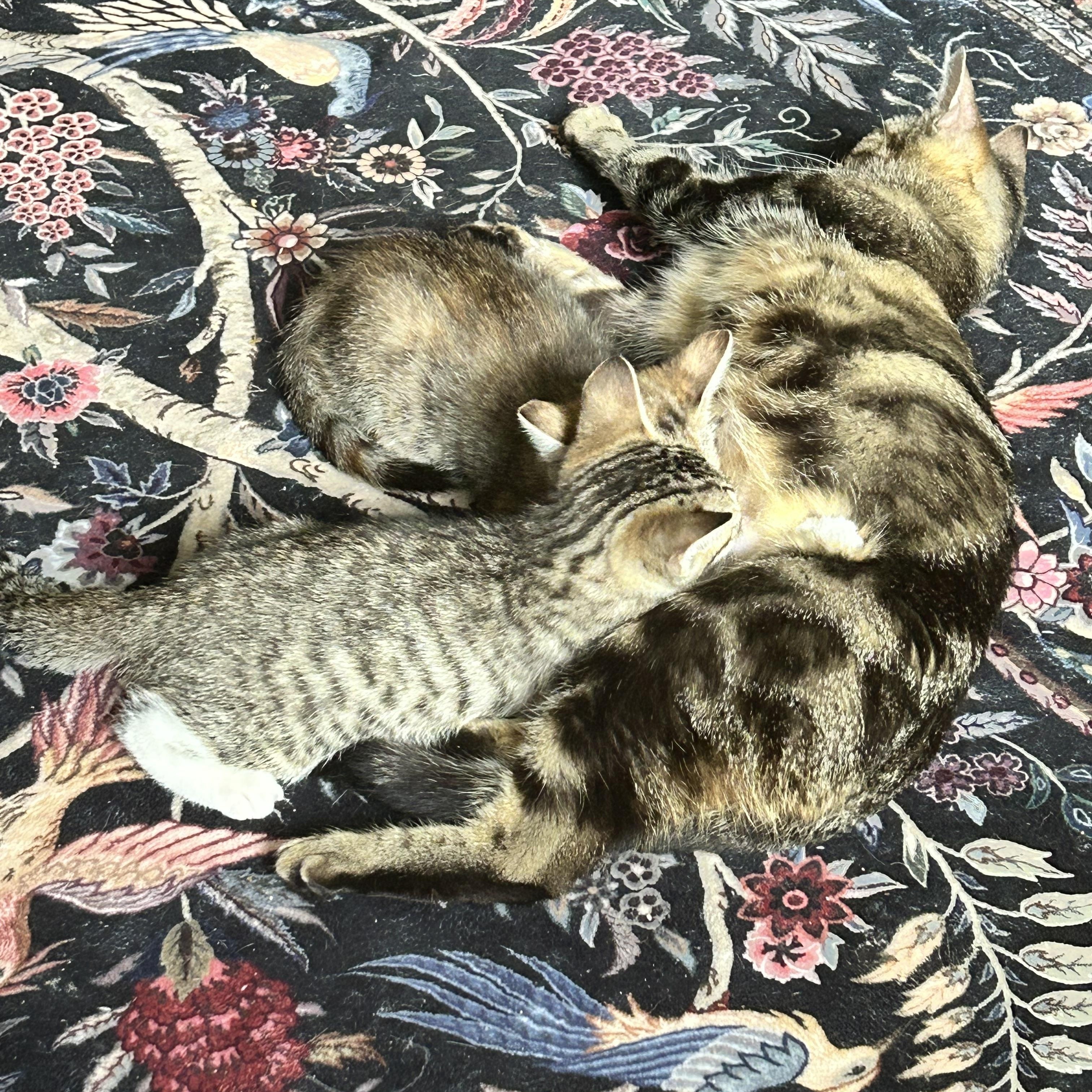 Enlarge Charlotte, a ADOPTABLE American Shorthair in Lilburn, GA image 6/6