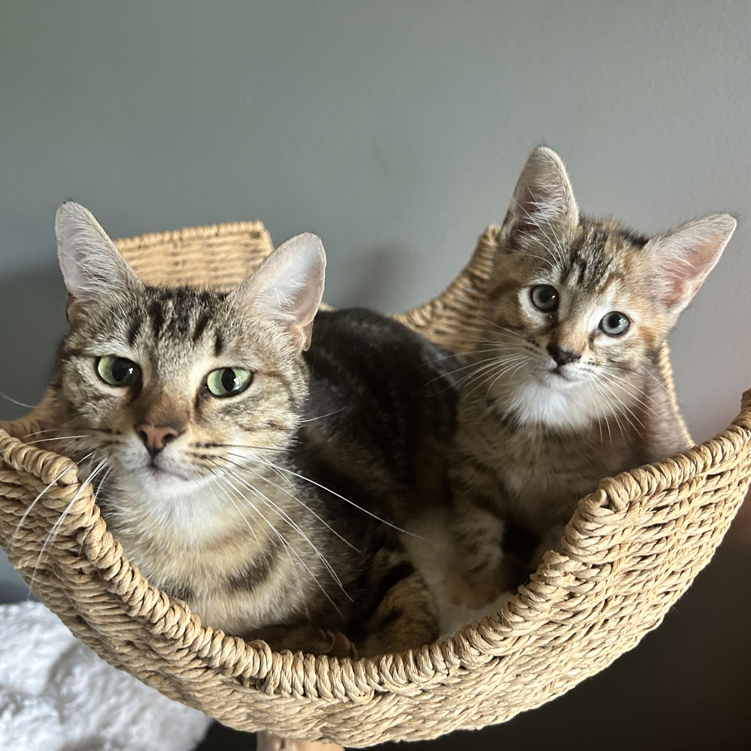Enlarge Charlotte, a ADOPTABLE American Shorthair in Lilburn, GA image 4/6