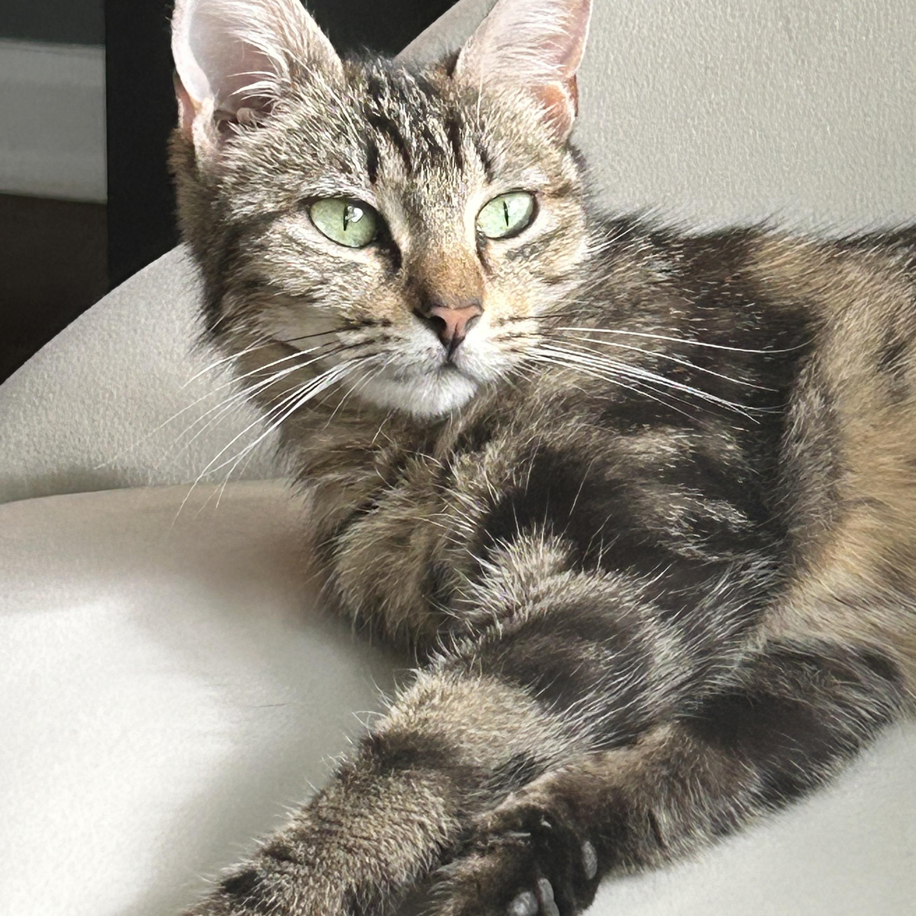 Charlotte, ADOPTABLE, Young Female American Shorthair.