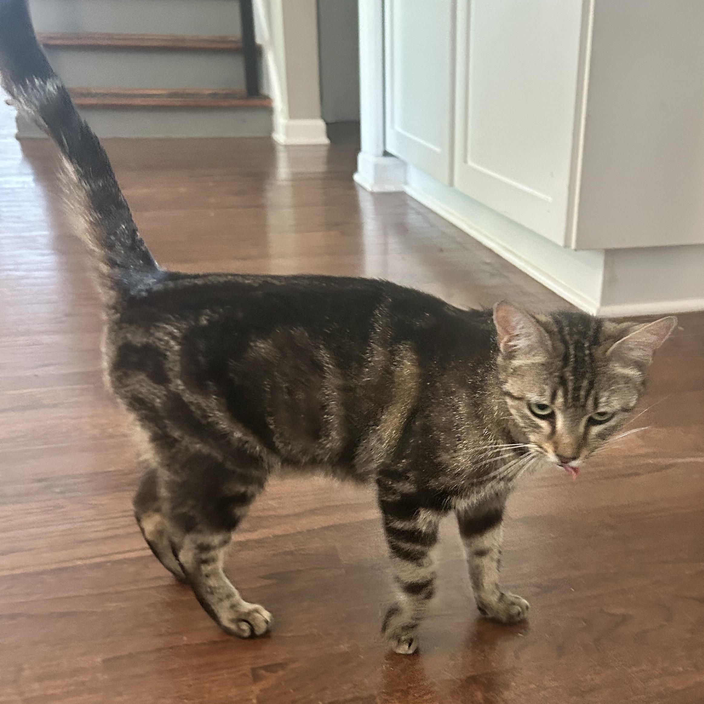 Enlarge Charlotte, a ADOPTABLE American Shorthair in Lilburn, GA image 3/6