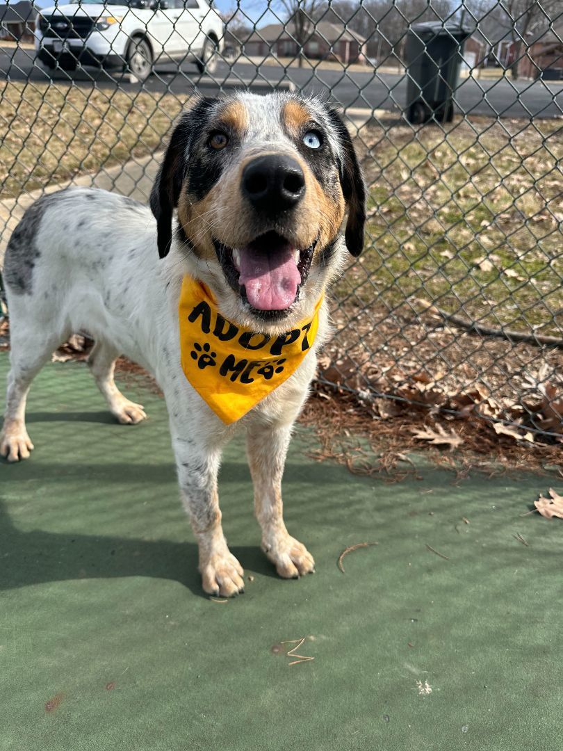 Enlarge Stella, a Adopted Australian Shepherd in Clarksburg, MO image 1/6