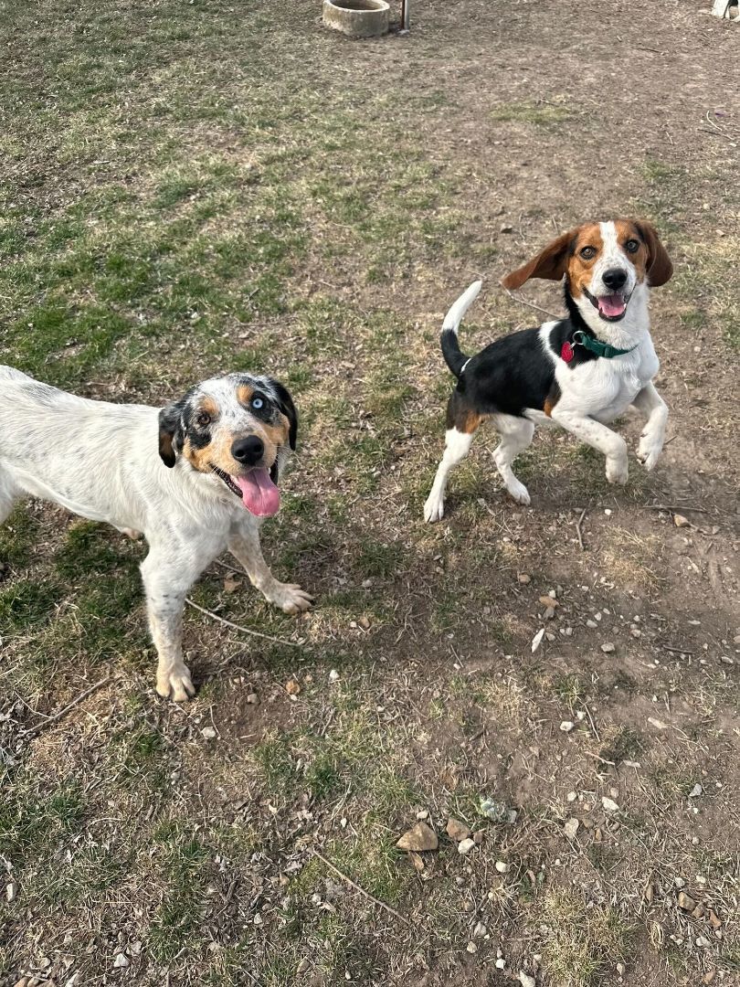 Enlarge Stella, a Adopted Australian Shepherd in Clarksburg, MO image 2/6