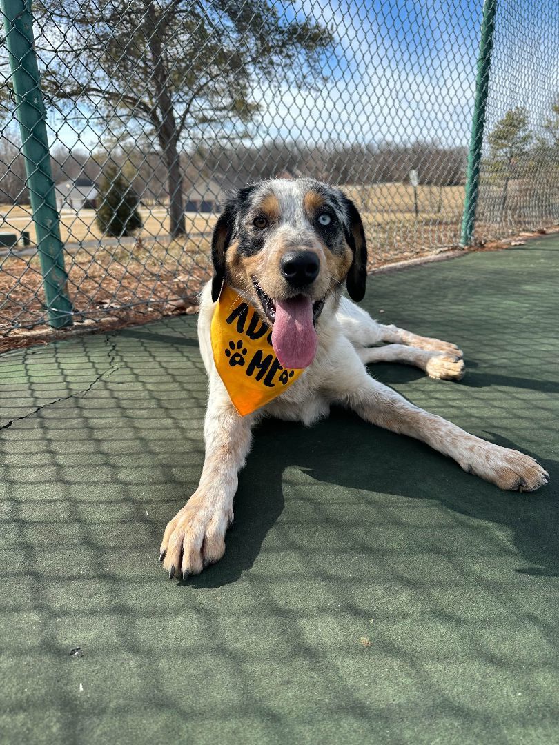 Enlarge Stella, a Adopted Australian Shepherd in Clarksburg, MO image 3/6