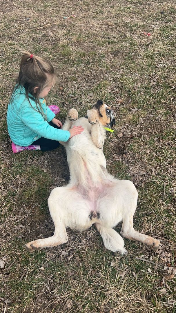 Enlarge Stella, a Adopted Australian Shepherd in Clarksburg, MO image 4/6