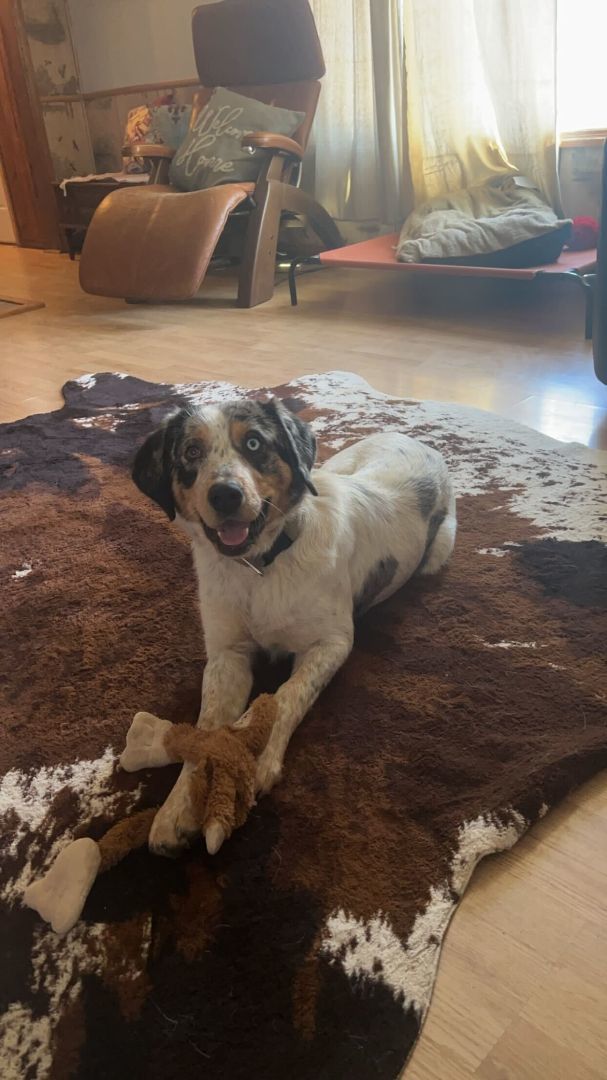 Enlarge Stella, a Adopted Australian Shepherd in Clarksburg, MO image 5/6