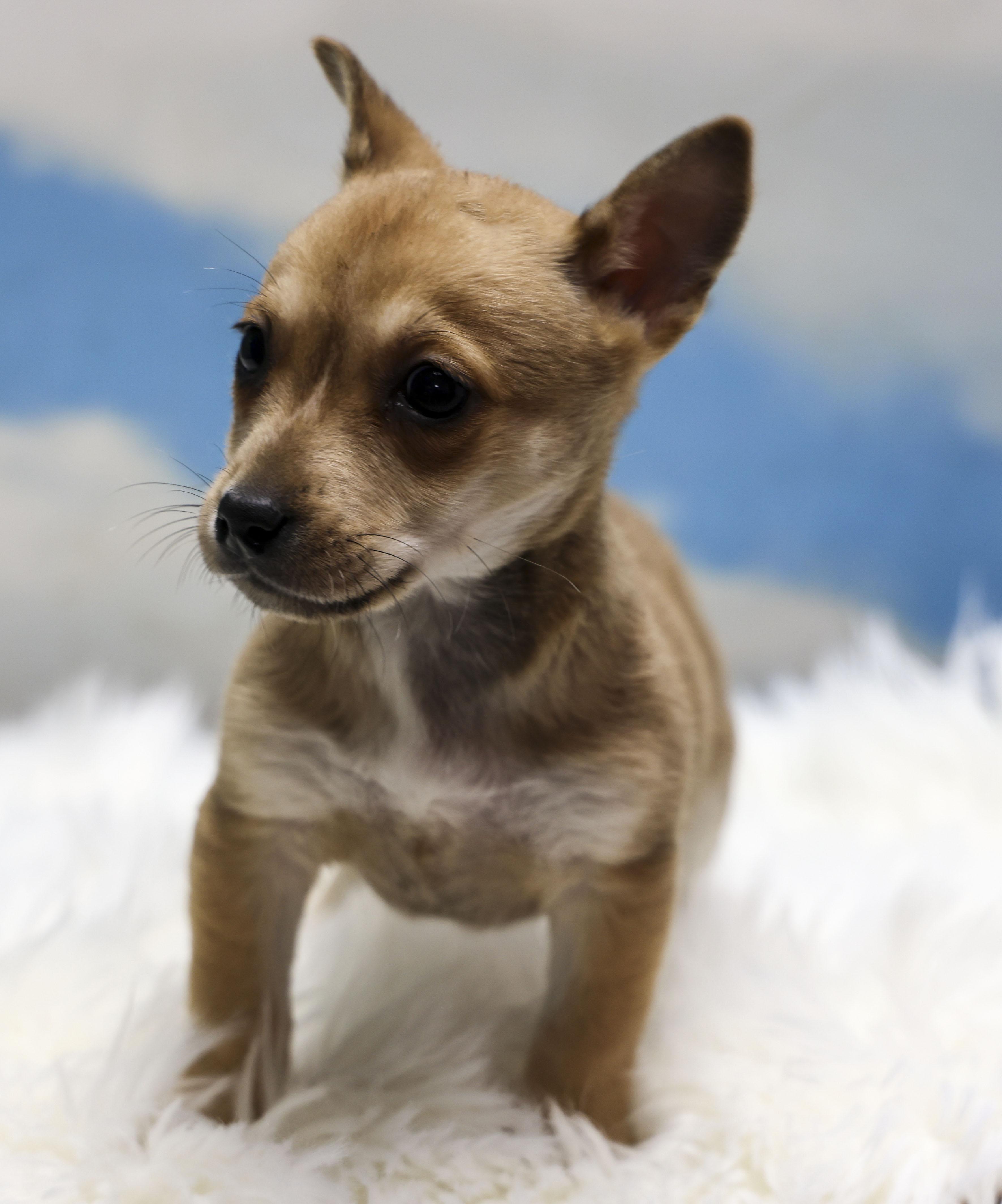 Enlarge River, an adopted mixed breed in Casa Grande, AZ image 3/3