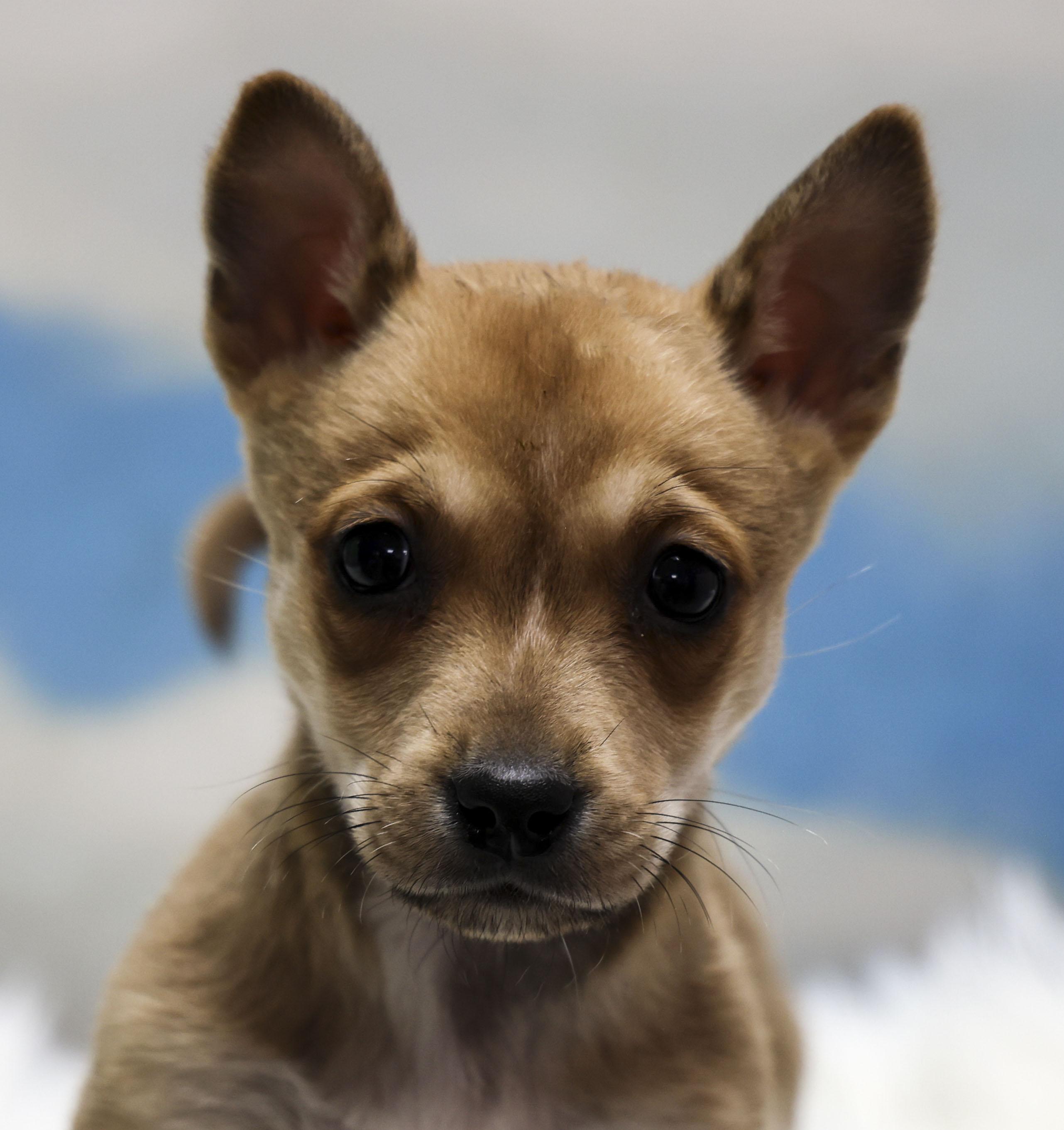 Enlarge River, an adopted mixed breed in Casa Grande, AZ image 1/3