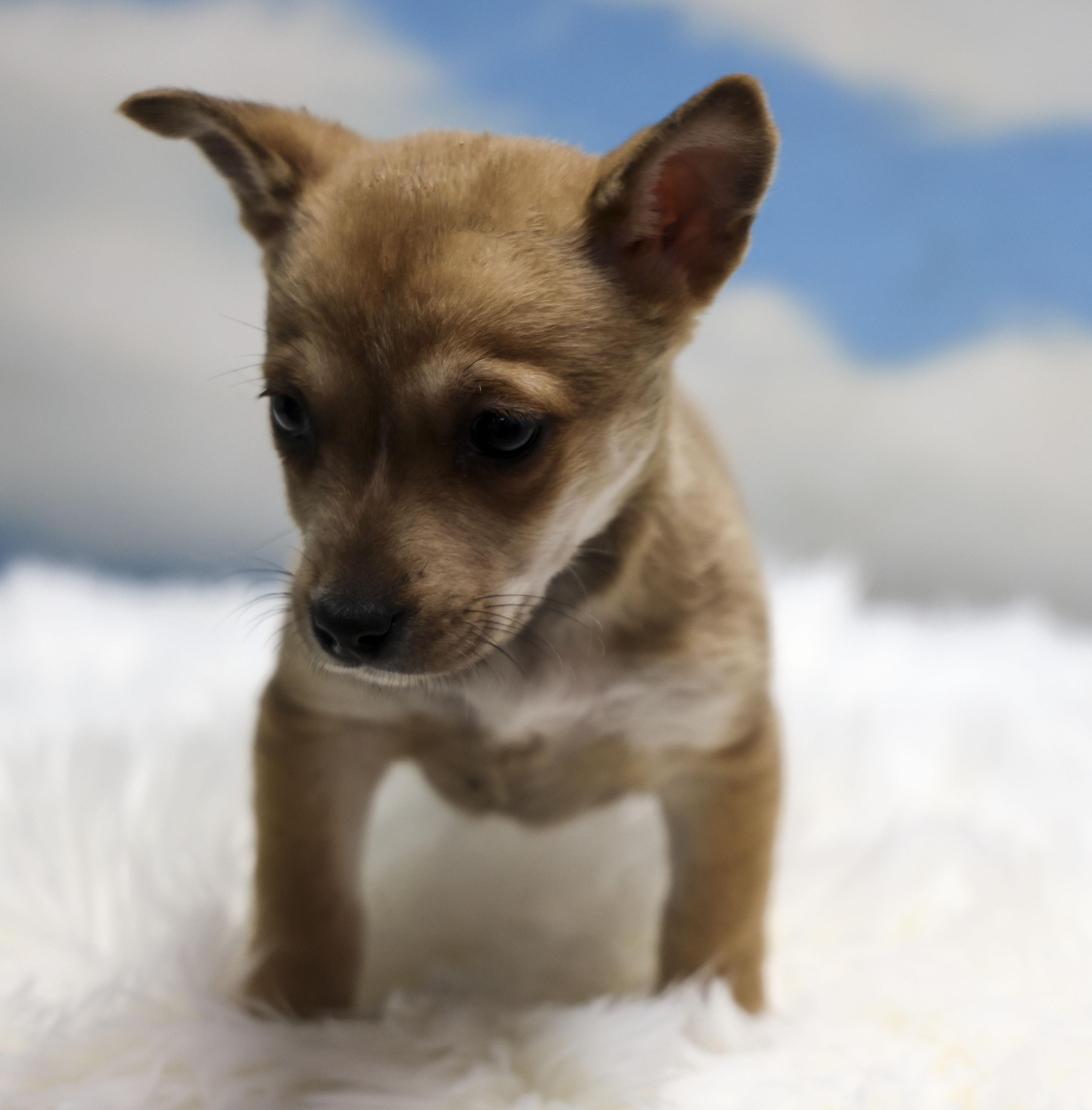 Enlarge River, an adopted mixed breed in Casa Grande, AZ image 2/3