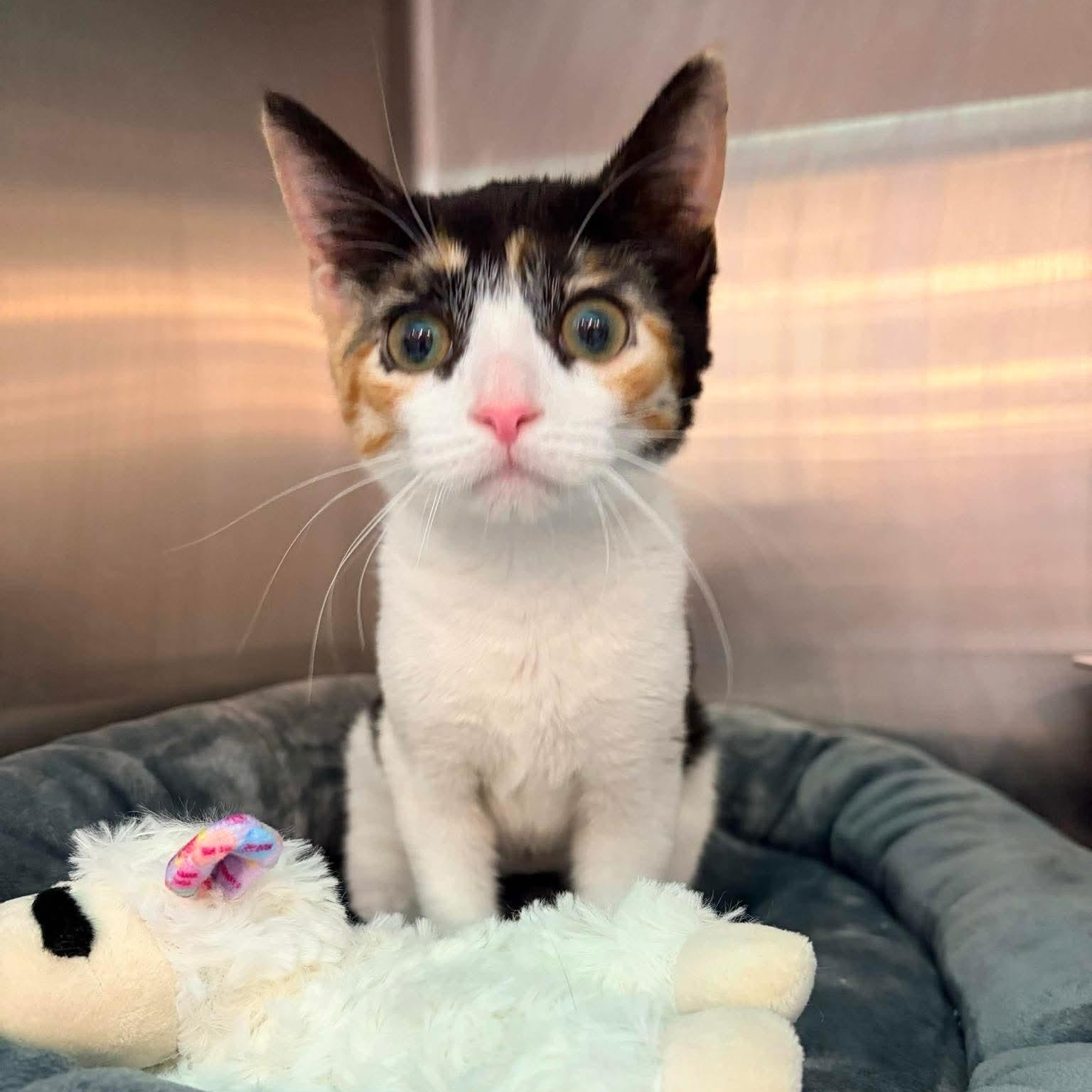 Maybe It's Maybelline, an adopted Domestic Short Hair in Bellmawr, NJ image 3/3