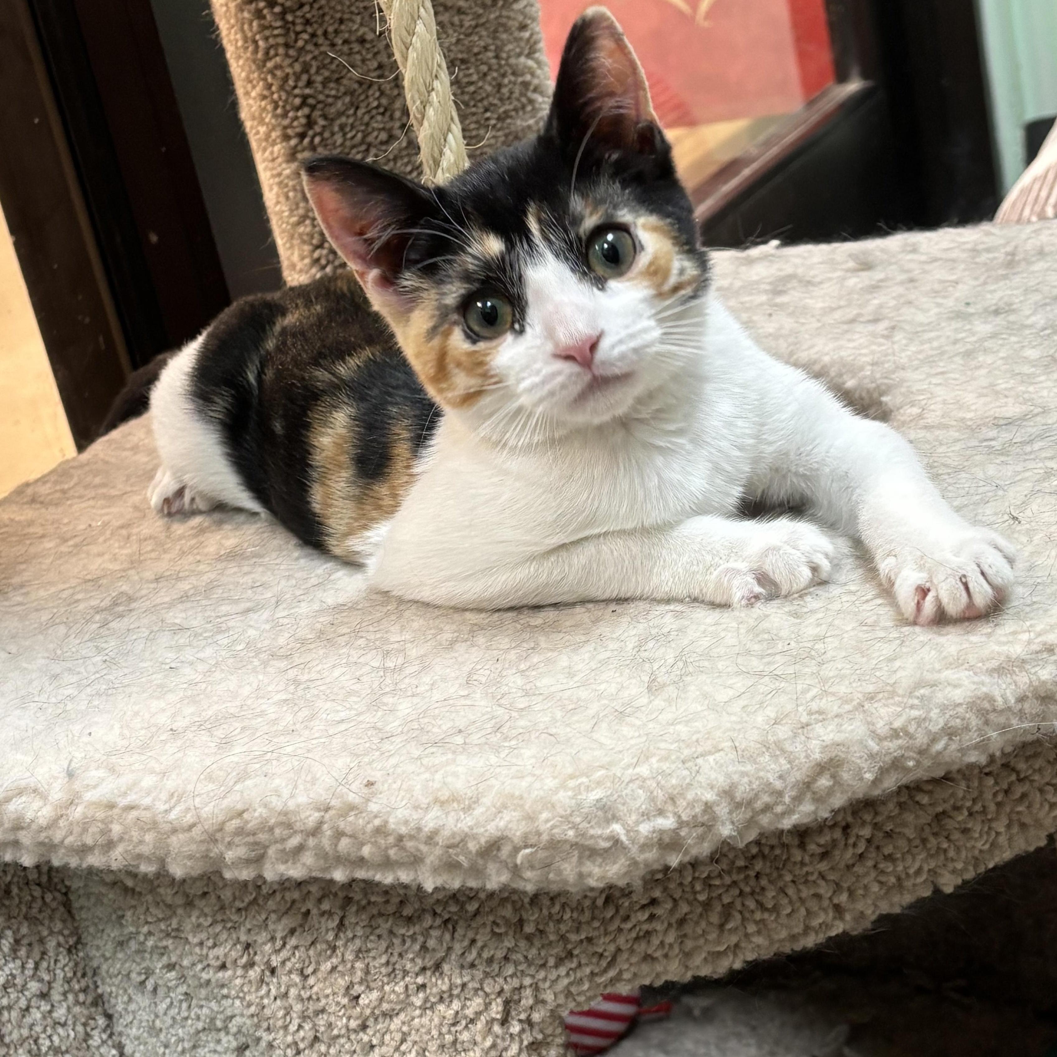 Maybe It's Maybelline, an adopted Domestic Short Hair in Bellmawr, NJ image 1/3