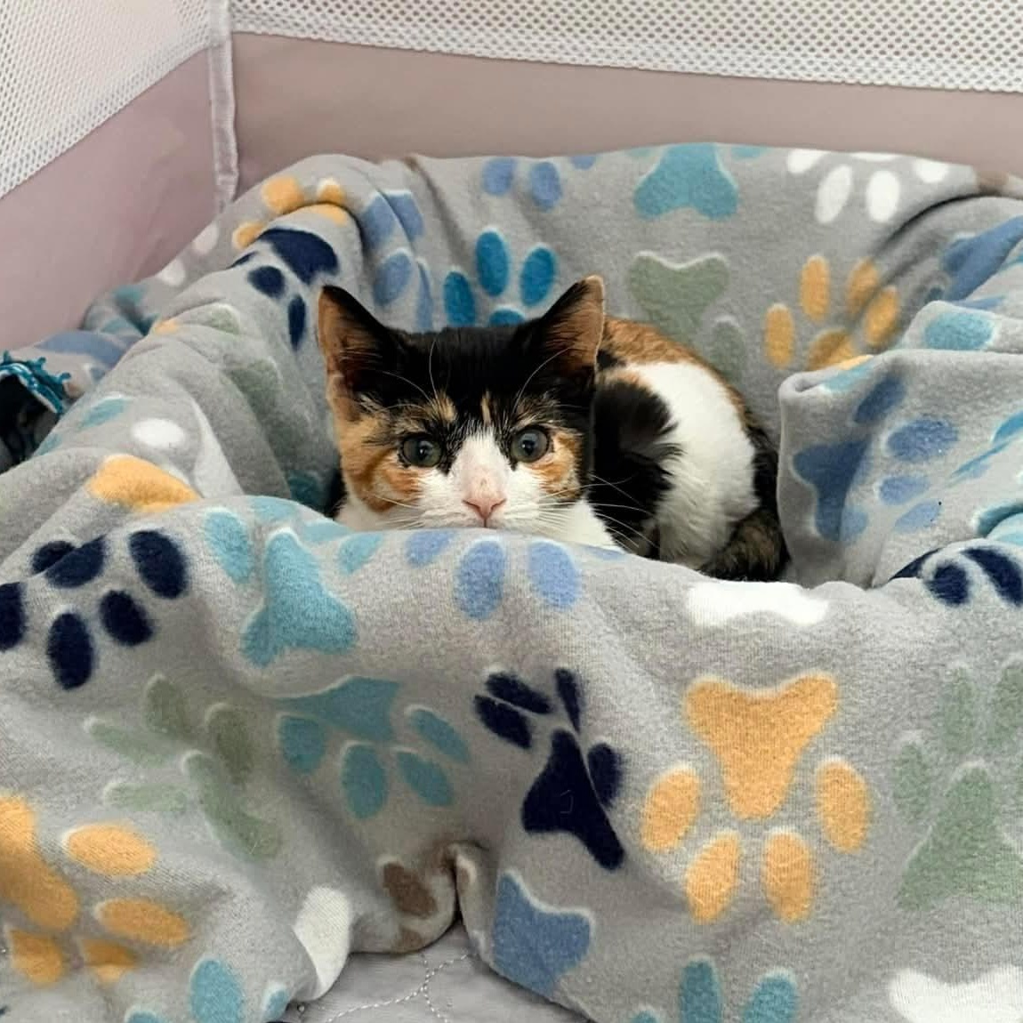 Maybe It's Maybelline, an adopted Domestic Short Hair in Bellmawr, NJ image 2/3