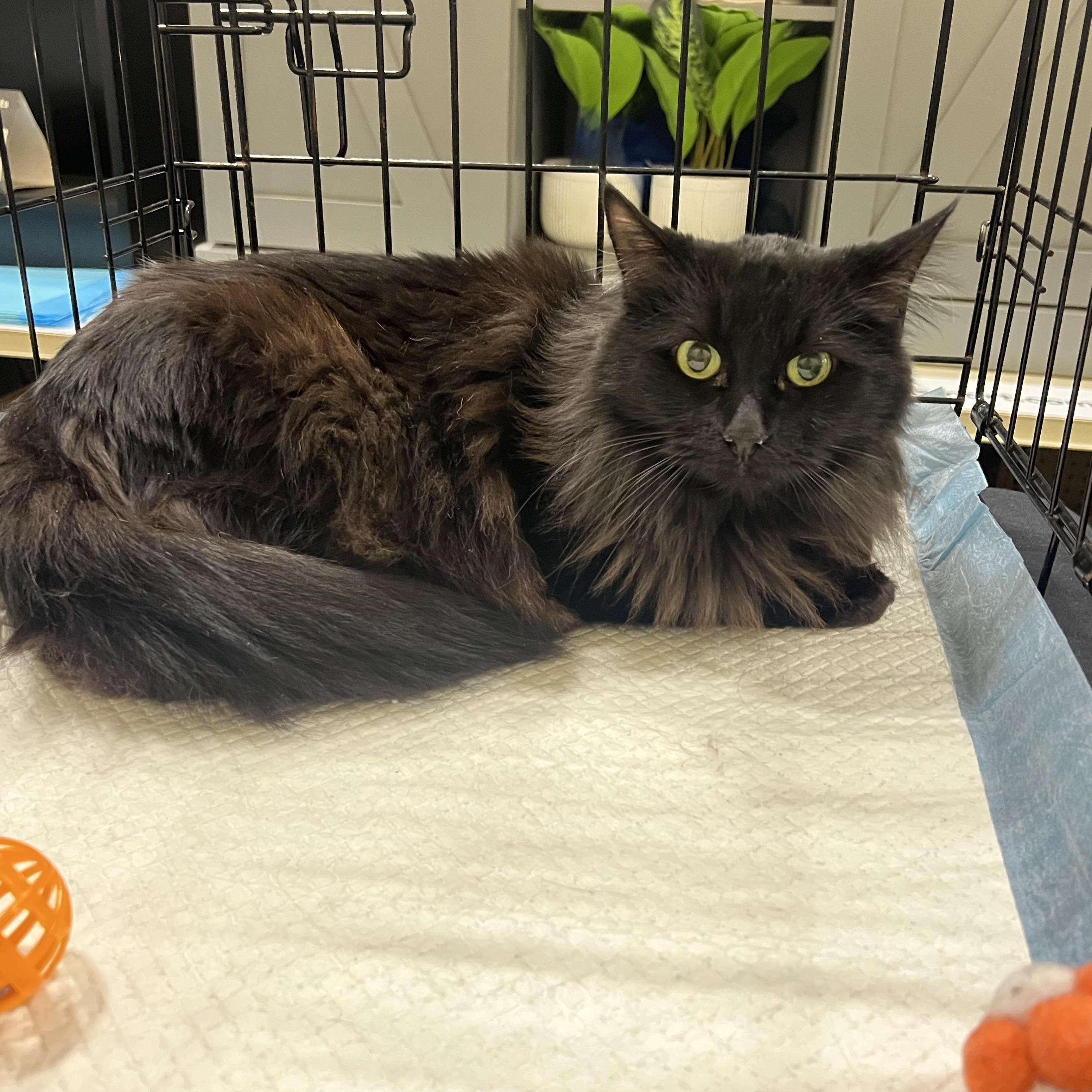 Captain, Adoptable, Adult Male Domestic Long Hair.