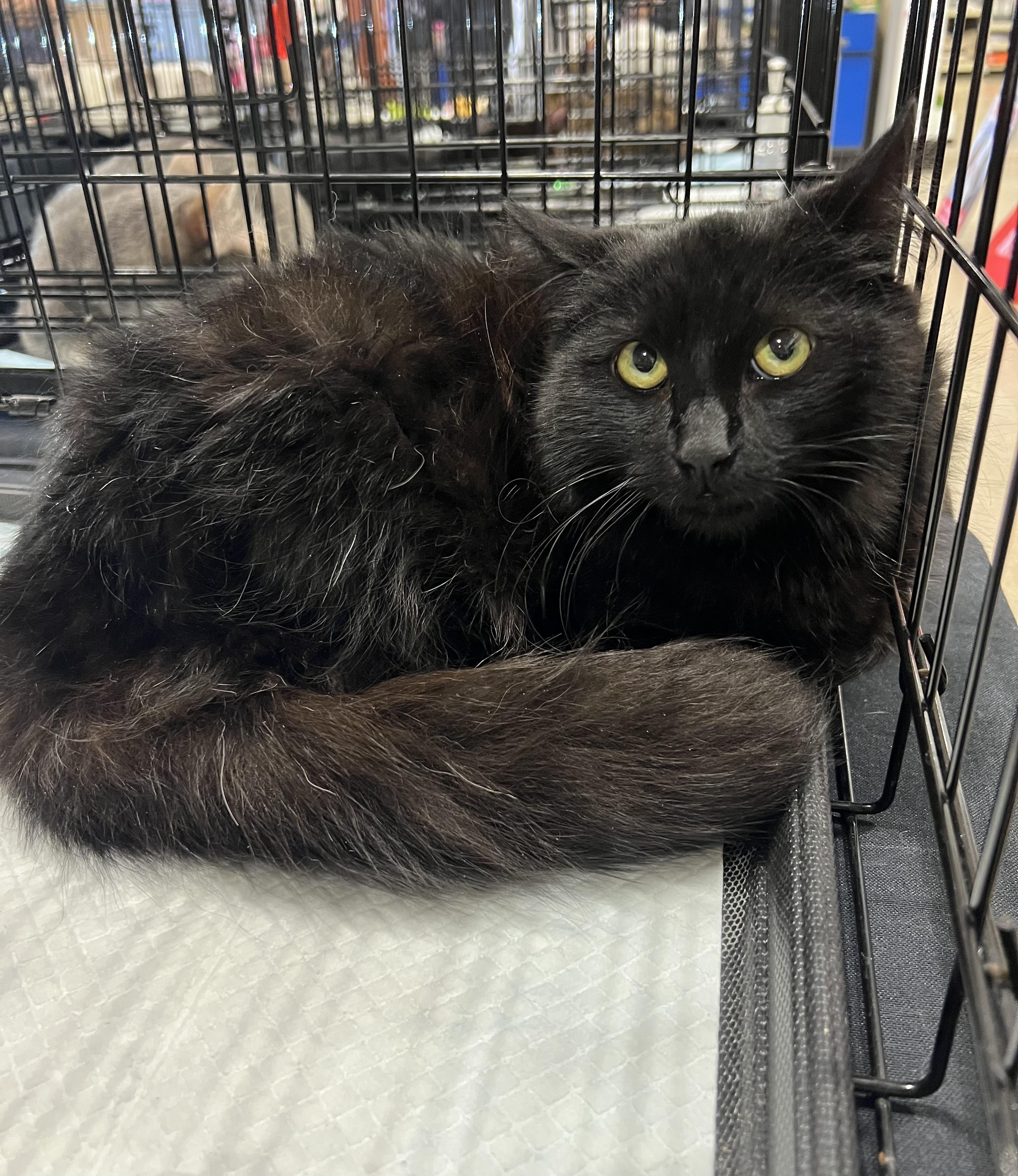 Enlarge Captain, a Adoptable Domestic Long Hair in Walnut, CA image 2/2