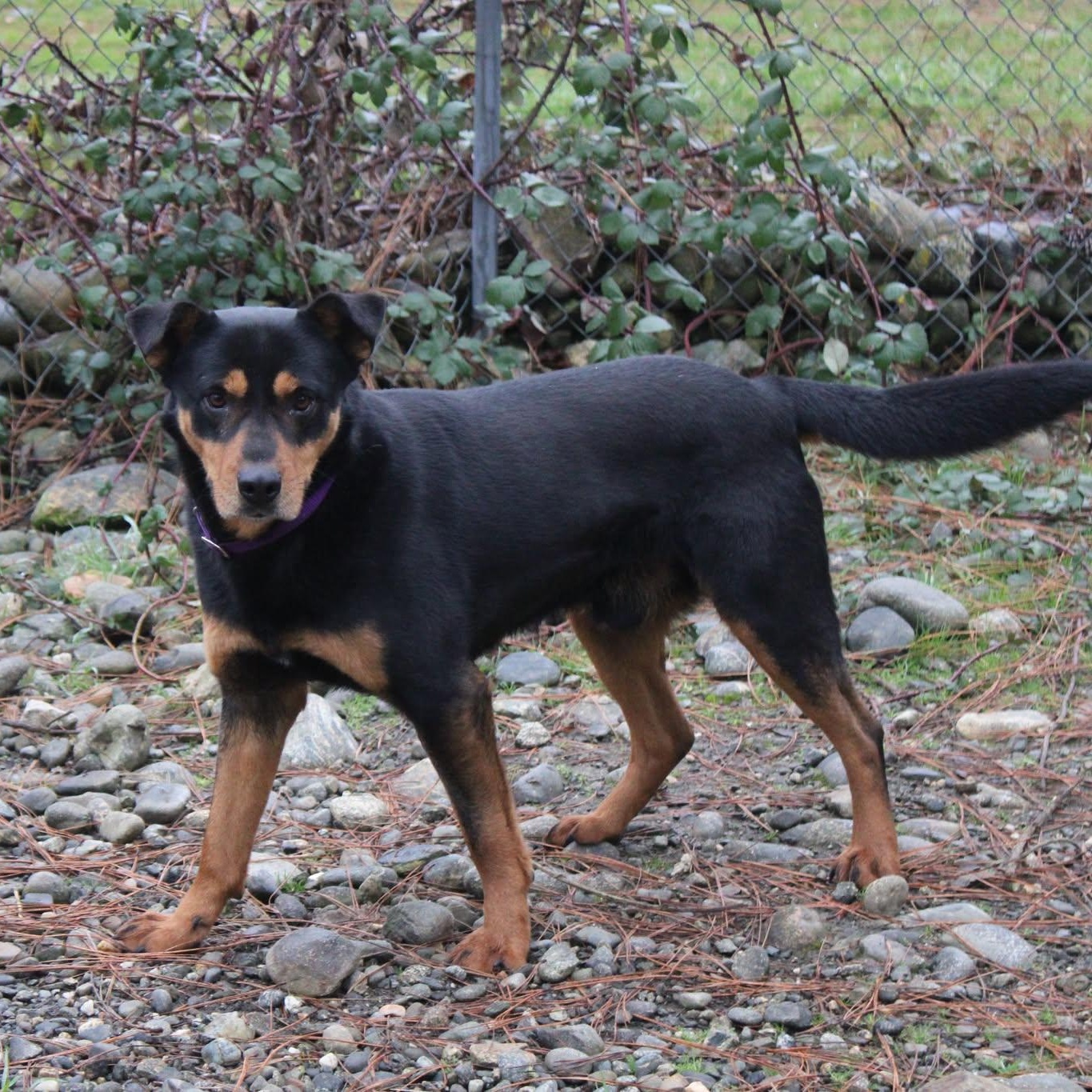 Ralph, ADOPTABLE, Adult Male Australian Kelpie & Rottweiler.