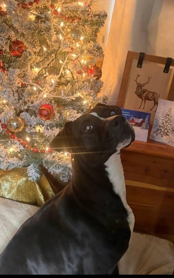 Miracle, Adoptable, Young Female Labrador Retriever.