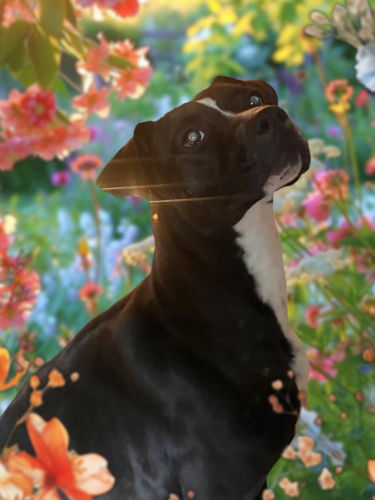 Enlarge Miracle, a Adoptable Labrador Retriever in Statesville, NC image 2/5