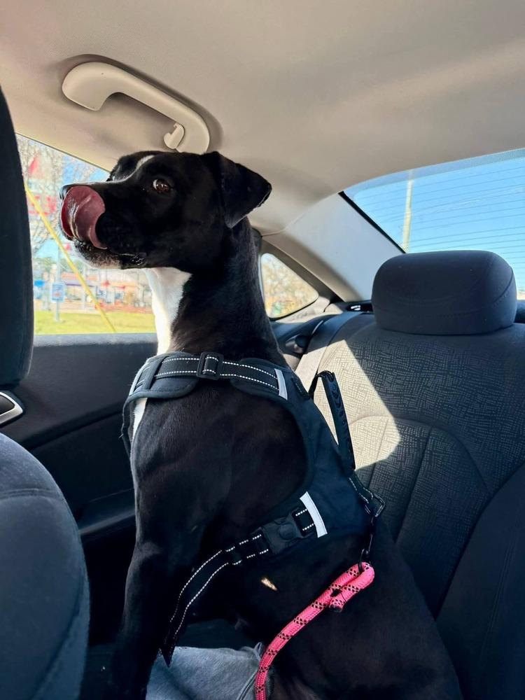 Enlarge Miracle, a Adoptable Labrador Retriever in Statesville, NC image 3/5