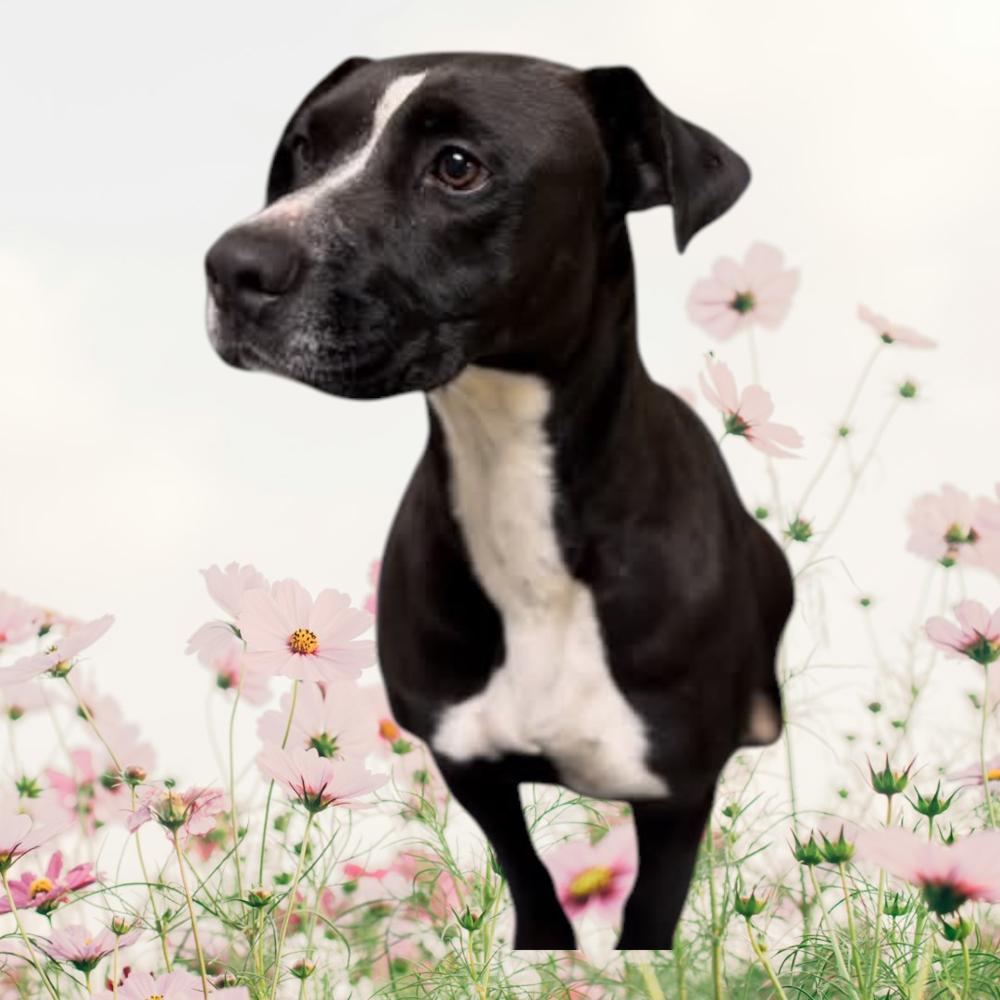 Enlarge Miracle, a Adoptable Labrador Retriever in Statesville, NC image 4/5