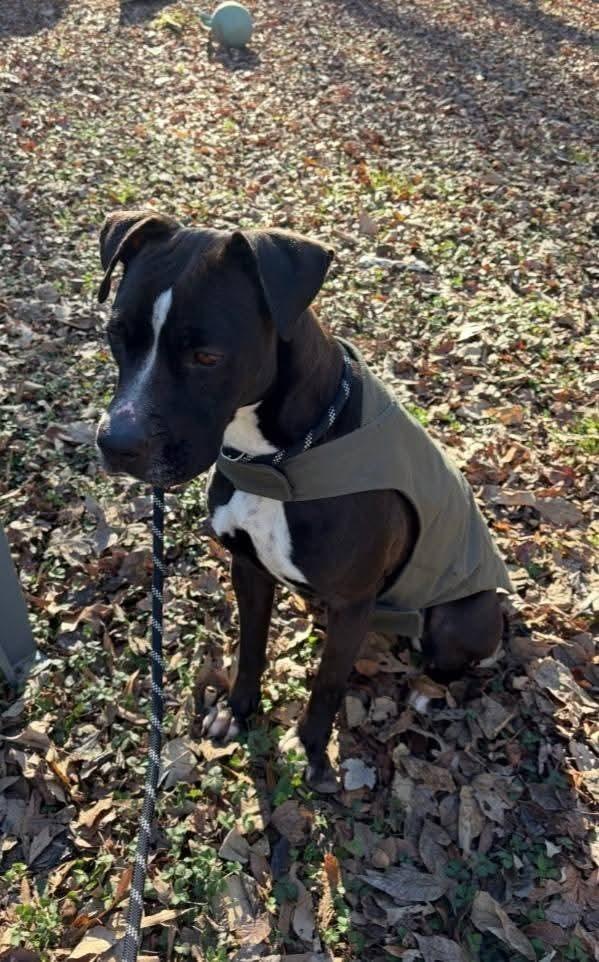 Enlarge Miracle, a Adoptable Labrador Retriever in Statesville, NC image 5/5