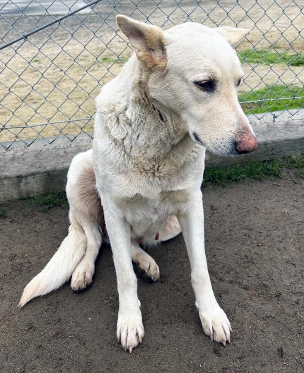 Debbie, a ADOPTABLE German Shepherd Dog in Phoenix, AZ image 2/2