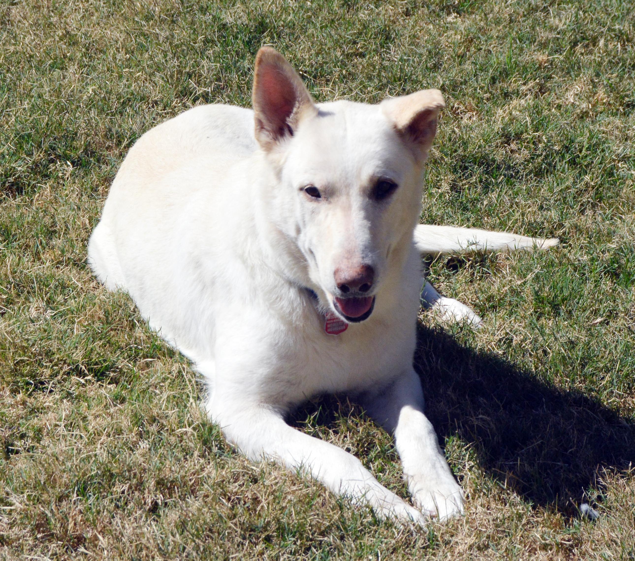 Debbie, ADOPTABLE, Adult Female German Shepherd Dog.