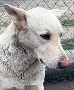 Debbie, a ADOPTABLE German Shepherd Dog in Phoenix, AZ image 1/2