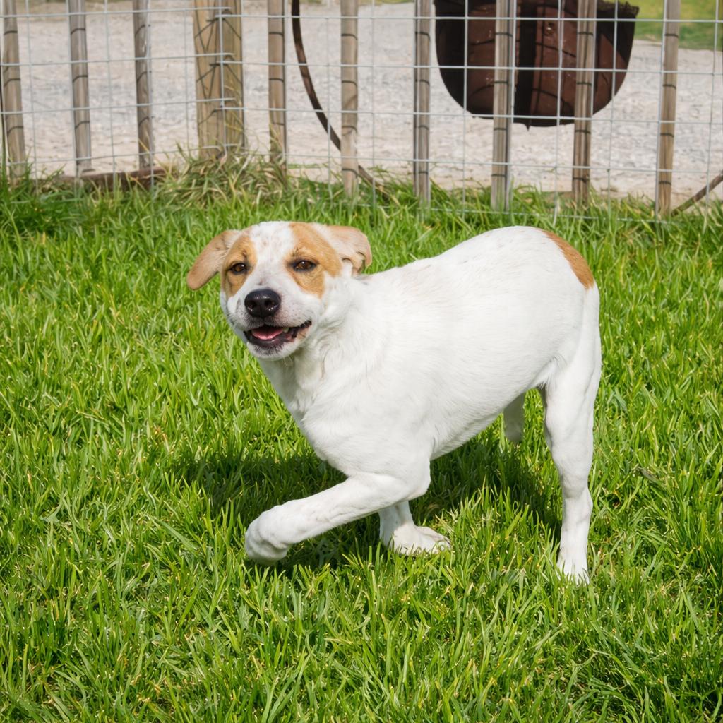 Cali — thumbnail 3