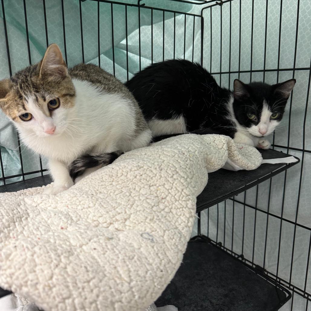 Enlarge Utah, a Adoptable Domestic Short Hair in Normal, IL image 2/4