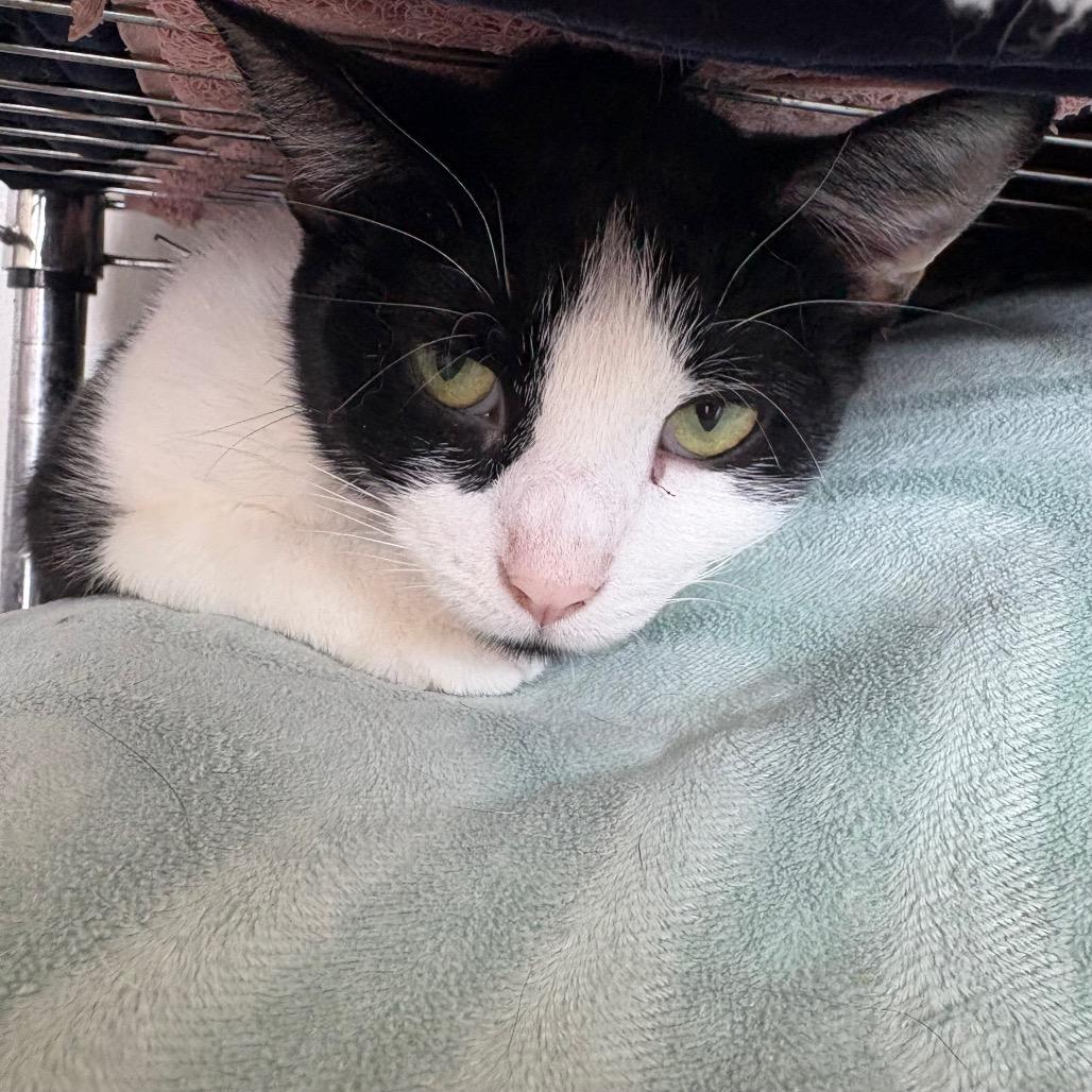 Enlarge Utah, a Adoptable Domestic Short Hair in Normal, IL image 3/4