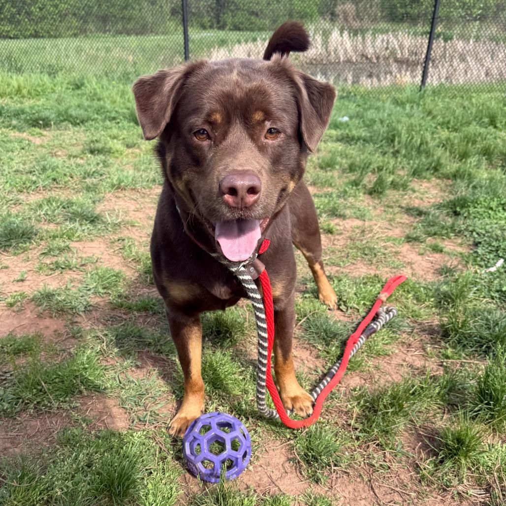 Enlarge Fozzie Bear, a Adoptable mixed breed in York, PA image 2/6