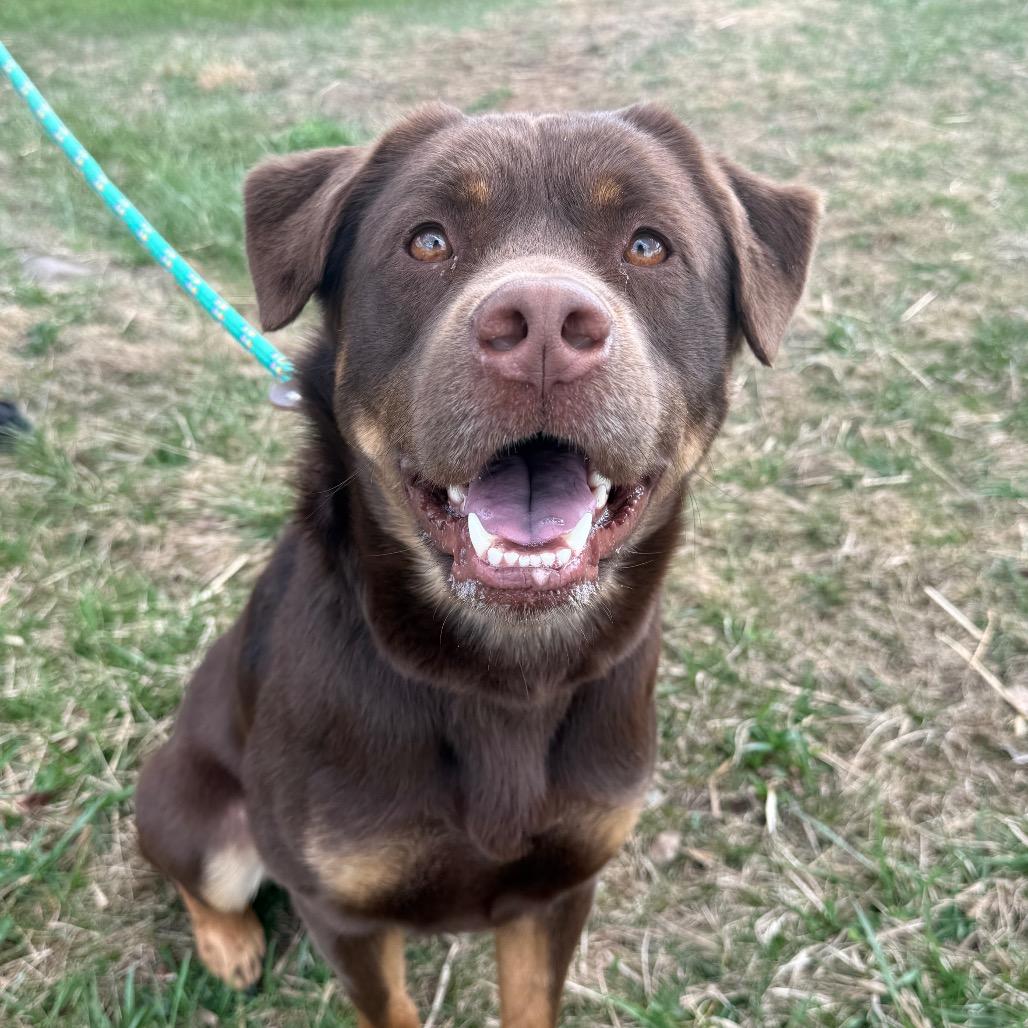Enlarge Fozzie Bear, a Adoptable mixed breed in York, PA image 3/6